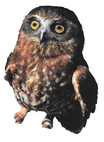 This cute little owl cutout has become the inspiration for some papercut collage and mixed media designs inspired by landscape, wildlife and the natural world.  Original photo courtesy of Hawkridge Bird of Prey Centre, Exmouth